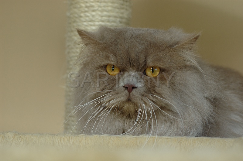 BRITISH LONGHAIR 001.jpg